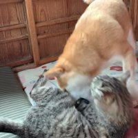 ももちゃんに戦いを挑む空ちゃん