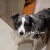 飼い主を見る犬