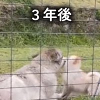 ポメラニアンに鼻をすり寄せて甘えるウルフドッグ