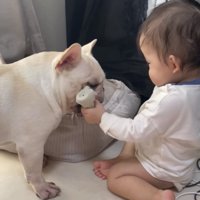 犬におもちゃを見せる赤ちゃん