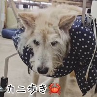 おばあちゃんワンコを車椅子に乗せたら6