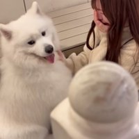 戸惑う大型犬