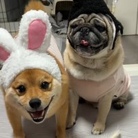 ふわふわのアニマル姿