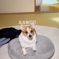 ココちゃんの尊い行動⑩