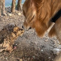 猫じゃない…！！