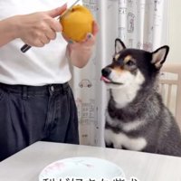 食べ物を見つめる柴犬