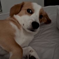 横目で見る犬