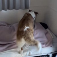 軽快にベッドに飛び乗ります