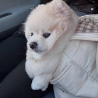 キャリーバッグに入るぽちゃちゃん2