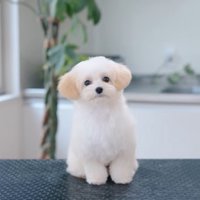 トリミング後のぽぬちゃん