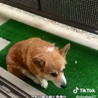 寂しそうなくぅちゃん2
