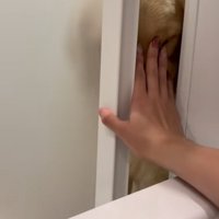 強引に押し出す飼い主さん