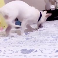 破壊神だった！！