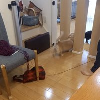 柱の向こうへ向かう犬