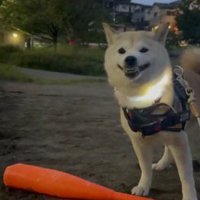 バットを地面に置いてカメラに笑顔を向ける犬