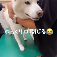 注射を打った時のだい吉くん7