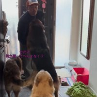 大型犬たちのお出迎え9