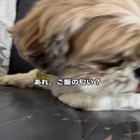 キョロキョロする犬