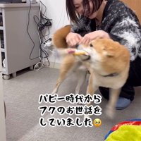 じゃれて甘えるフクちゃん