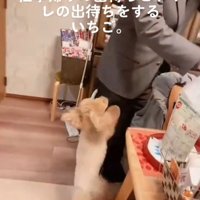 飼い主の帰りを喜ぶ小型犬