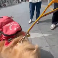 ぐるぐる回る犬