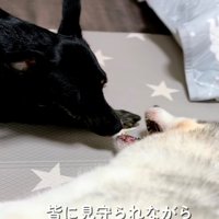 黒い犬と顔を寄せ合う犬