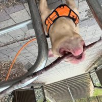 枝をくわえたまま通れたわんちゃん