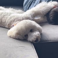 男の子の背中に前足を乗せて、飼い主を見つめる犬