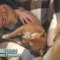 四竜くんが飼い主さんに甘えに行ったら…