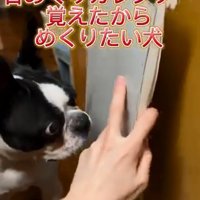 カレンダーをめくりたいマルタくん