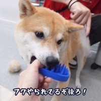 ブラッシング中のフクちゃん5