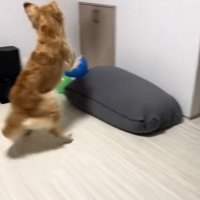たくさん風船が出てきた時のさらちゃん⑩