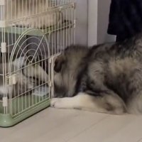 入口に頭を押し込む犬