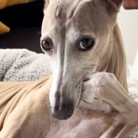 もはやお上品…