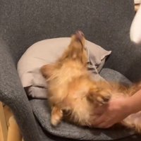 暴れるしまちゃん