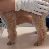 診察台の上に乗る犬
