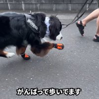 前足だけ靴を履いてお散歩