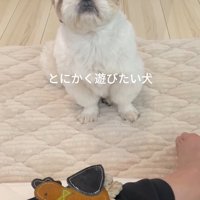 お願いするちろ君