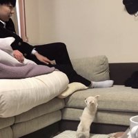 人を見上げて立つ犬