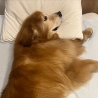 ゴル