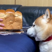 らんまるちゃんは食パンにそっくり