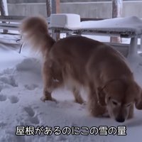 るこる君が起床