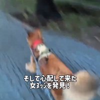 走る犬1