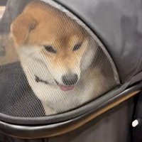 笑ってる風のりんちゃん