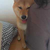 家族の後ろへ避難