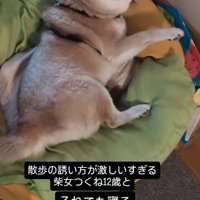 クッションの上で身を起こすお姉ちゃん犬