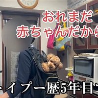 トイプー歴5年目のバッキーくん