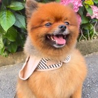 笑顔で座るトムくん