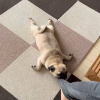 裾をくわえている小型犬