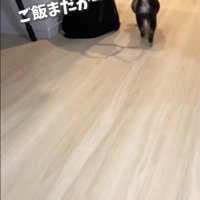 お部屋をウロウロ…